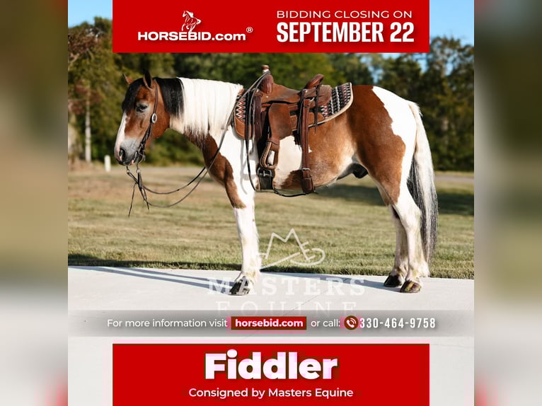 Gypsy Horse Mix Gelding 14 years 13,1 hh Pinto in Orrville