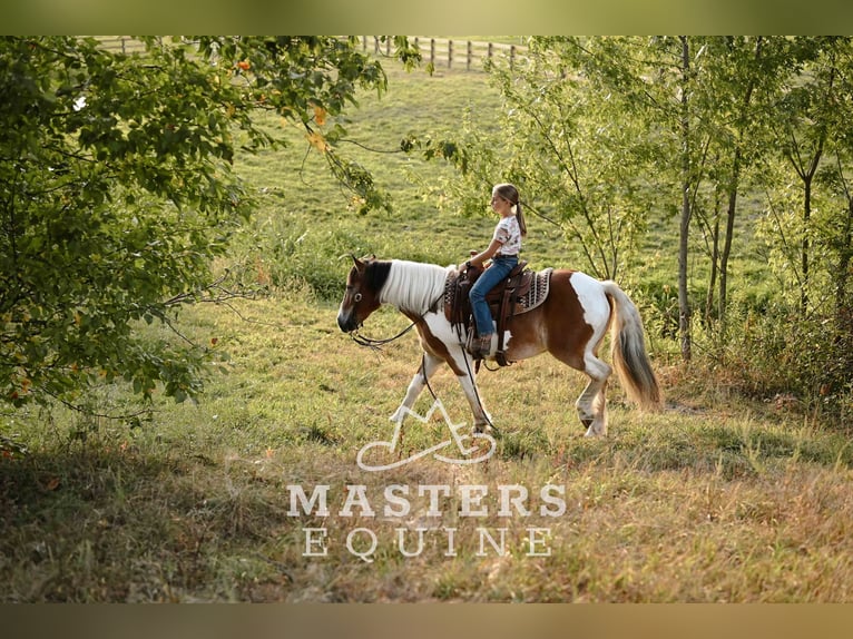 Gypsy Horse Mix Gelding 14 years 13,1 hh Pinto in Orrville