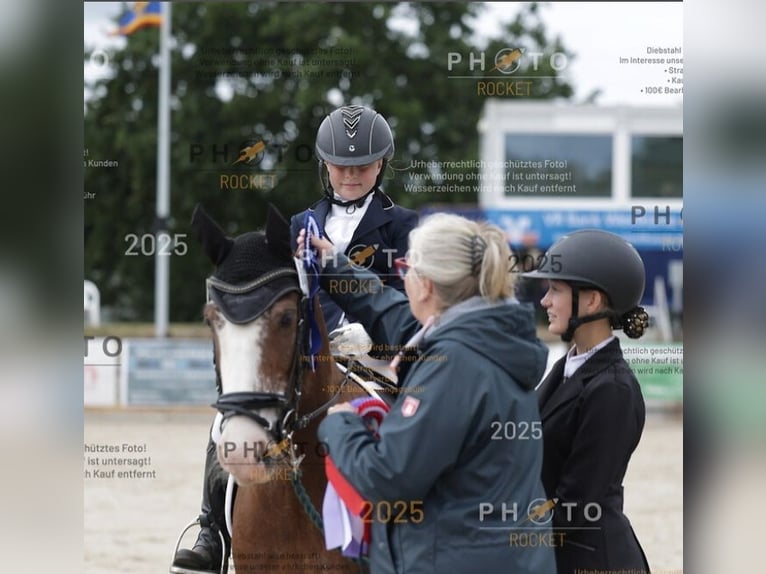 Gypsy Horse Gelding 14 years 13,2 hh Brown in Bordelum