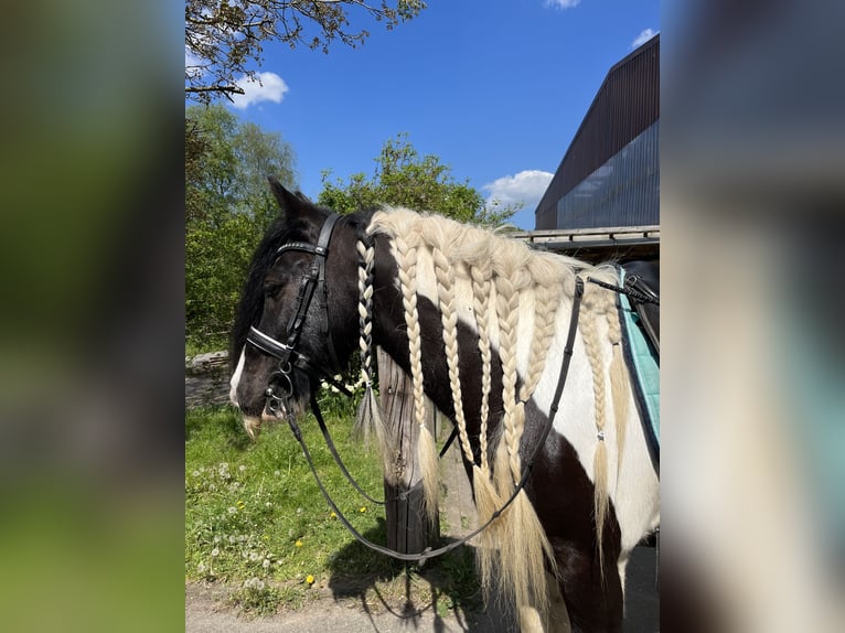Gypsy Horse Gelding 14 years 13,3 hh Pinto in Jersbek