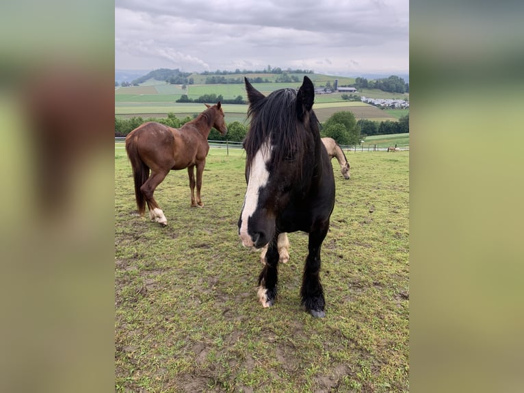 Gypsy Horse Gelding 14 years 14,1 hh Black in Endingen