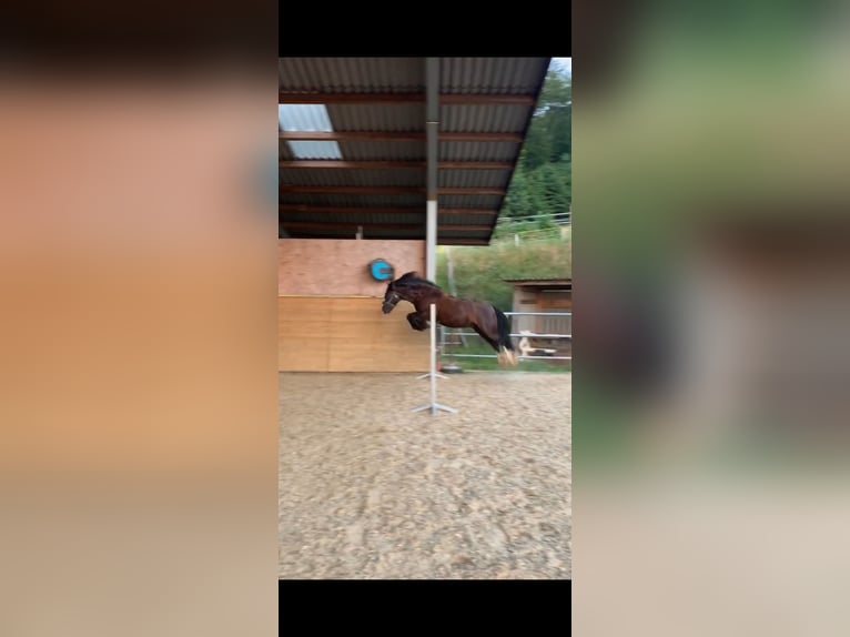 Gypsy Horse Gelding 14 years 14,1 hh Black in Endingen