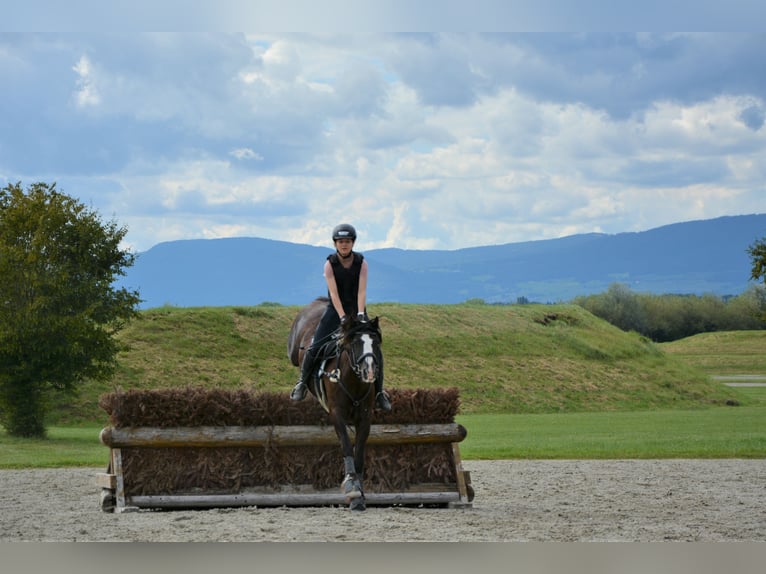 Gypsy Horse Gelding 14 years 14,1 hh Black in Endingen