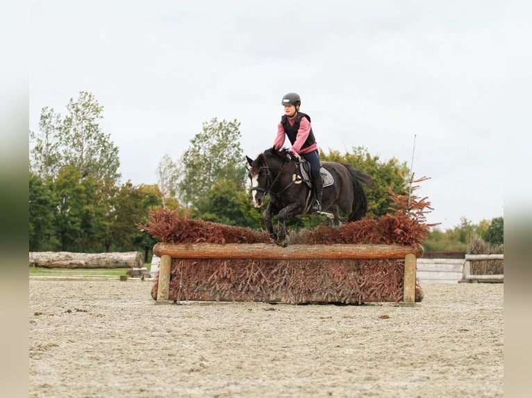 Gypsy Horse Gelding 14 years 14,1 hh Black in Endingen