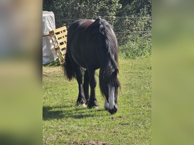 Gypsy Horse Gelding 14 years 14,2 hh Black in Lübeck