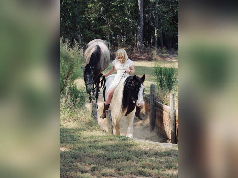 Gypsy Horse Gelding 14 years 14.2 hh Pinto in Ridgeville