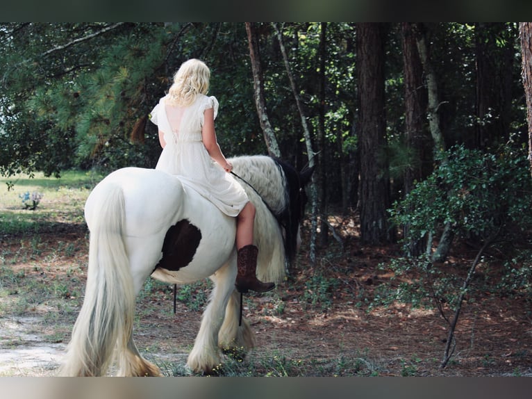 Gypsy Horse Gelding 14 years 14.2 hh Pinto in Ridgeville