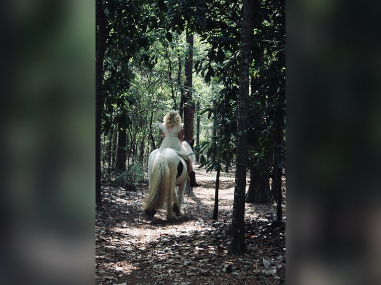 Gypsy Horse Gelding 14 years 14.2 hh Pinto in Ridgeville