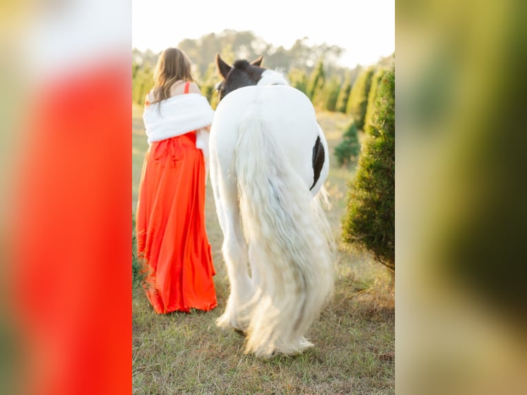 Gypsy Horse Gelding 14 years 14.2 hh Pinto in Ridgeville