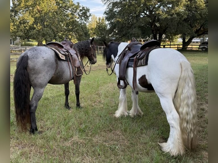 Gypsy Horse Gelding 14 years 14.2 hh Pinto in Ridgeville
