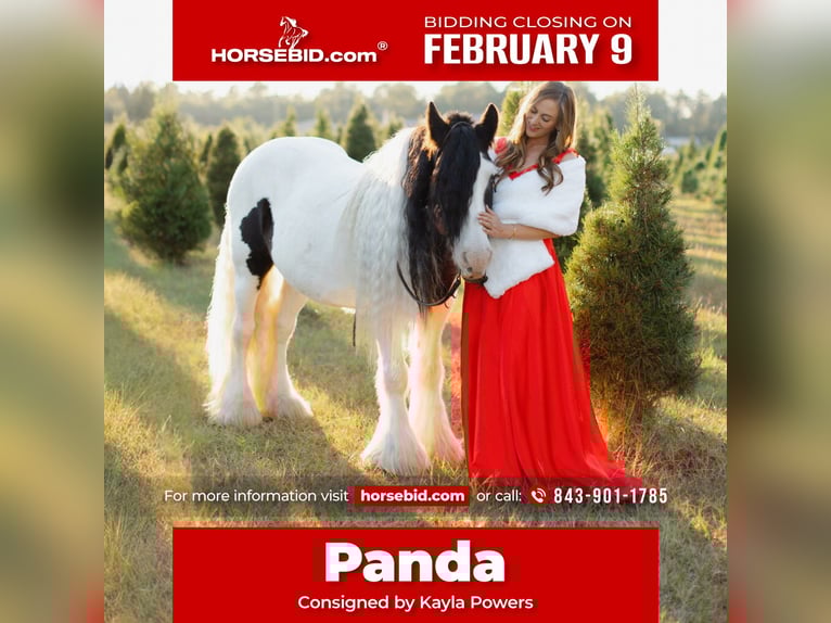 Gypsy Horse Gelding 14 years 14.2 hh Pinto in Ridgeville