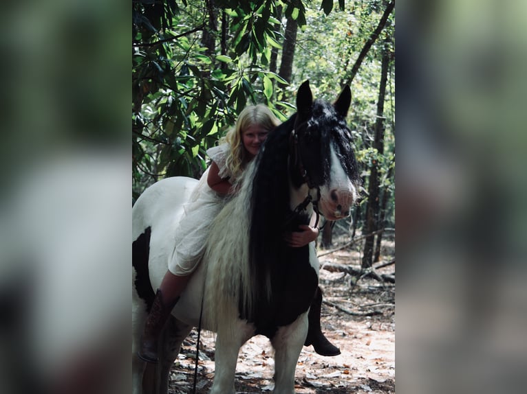 Gypsy Horse Gelding 14 years 14.2 hh Pinto in Ridgeville