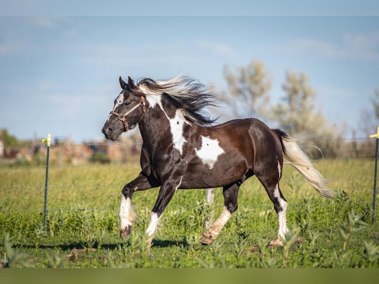 Gypsy Horse Mix Gelding 14 years 14,2 hh in Powell, WY