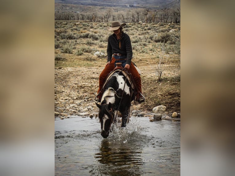 Gypsy Horse Mix Gelding 14 years 14,2 hh in Powell, WY