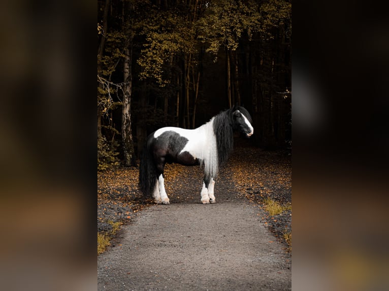 Gypsy Horse Gelding 14 years 14 hh Pinto in Aalsmeer