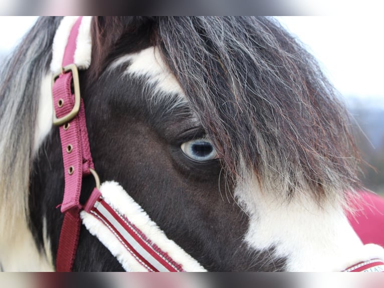 Gypsy Horse Gelding 14 years 14 hh Pinto in Mont-Crosin