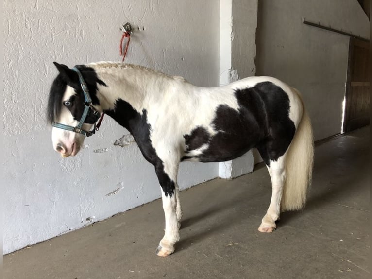 Gypsy Horse Gelding 14 years 14 hh Pinto in Mont-Crosin