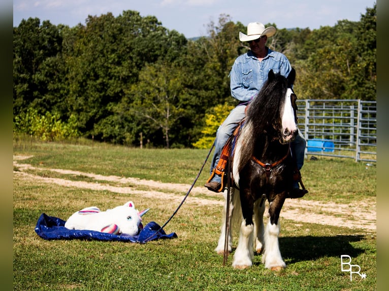 Gypsy Horse Gelding 14 years 14 hh Tobiano-all-colors in Mountain Grove MO