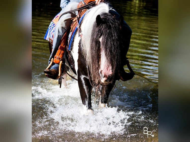 Gypsy Horse Gelding 14 years 14 hh Tobiano-all-colors in Mountain Grove MO