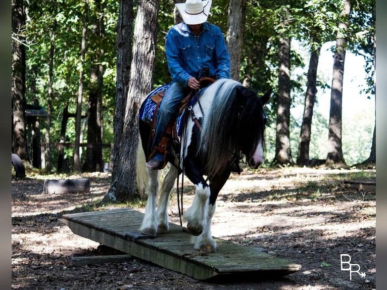 Gypsy Horse Gelding 14 years 14 hh Tobiano-all-colors in Mountain Grove MO