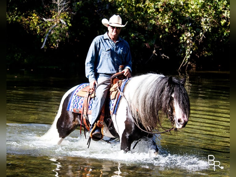 Gypsy Horse Gelding 14 years 14 hh Tobiano-all-colors in Mountain Grove MO