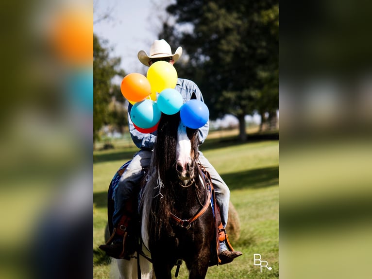 Gypsy Horse Gelding 14 years 14 hh Tobiano-all-colors in Mountain Grove MO