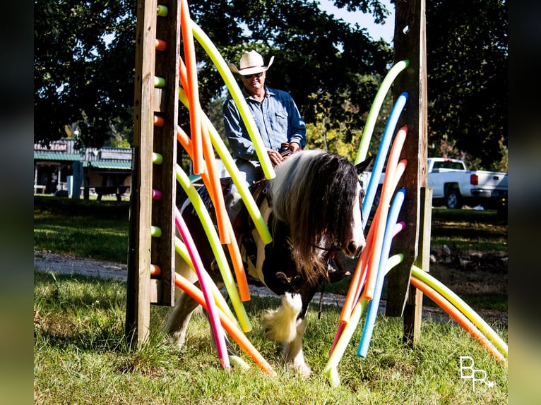 Gypsy Horse Gelding 14 years 14 hh Tobiano-all-colors in Mountain Grove MO