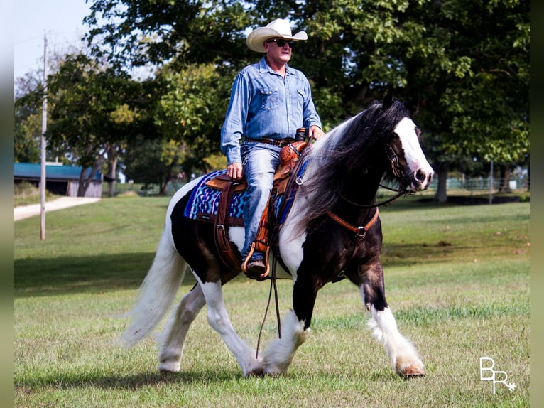 Gypsy Horse Gelding 14 years 14 hh Tobiano-all-colors in Mountain Grove MO