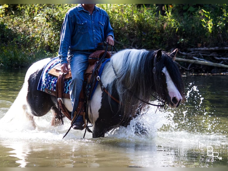 Gypsy Horse Gelding 14 years 14 hh Tobiano-all-colors in Mountain Grove MO