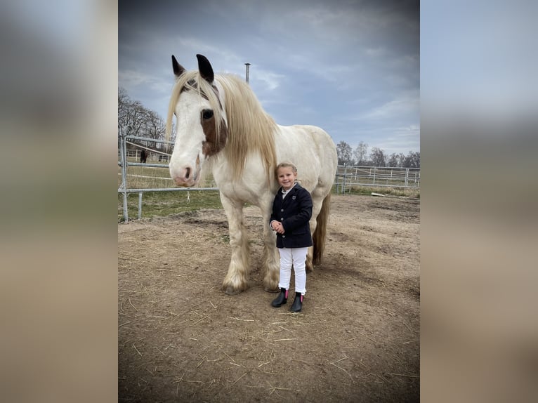 Gypsy Horse Gelding 14 years 14,1 hh Pinto in Offenburg