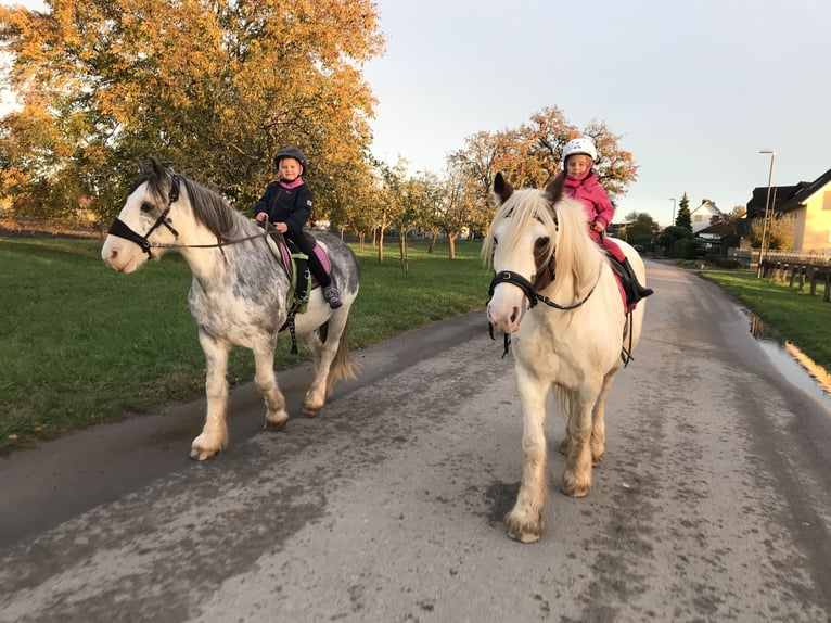 Gypsy Horse Gelding 14 years 14,1 hh Pinto in Offenburg