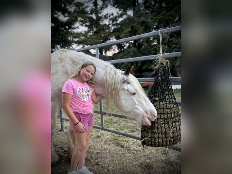 Gypsy Horse Gelding 14 years 14,1 hh Pinto in Offenburg