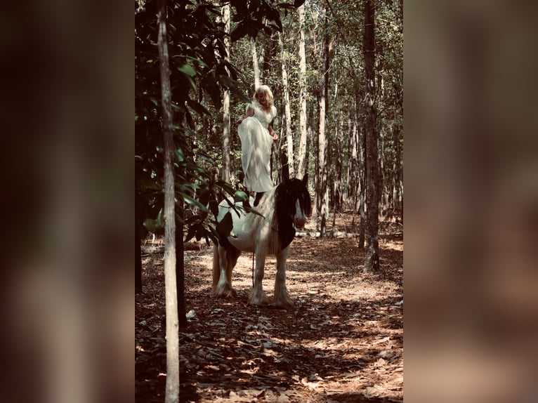 Gypsy Horse Gelding 14 years 14,2 hh Pinto in Ridgeville