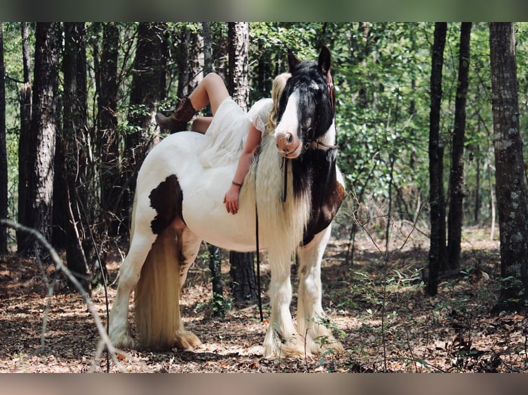 Gypsy Horse Gelding 14 years 14,2 hh Pinto in Ridgeville