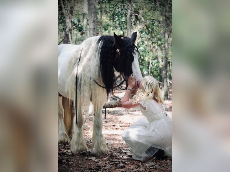 Gypsy Horse Gelding 14 years 14,2 hh Pinto in Ridgeville