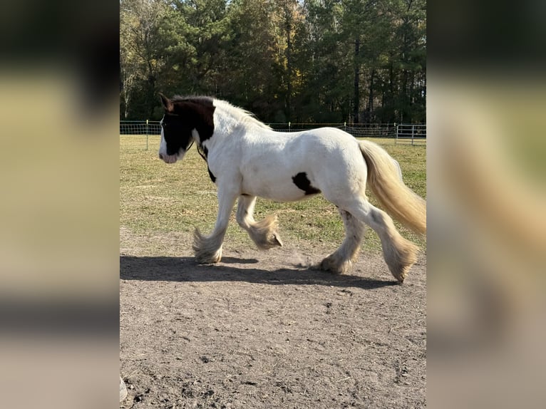 Gypsy Horse Gelding 14 years 14,2 hh Pinto in Ridgeville