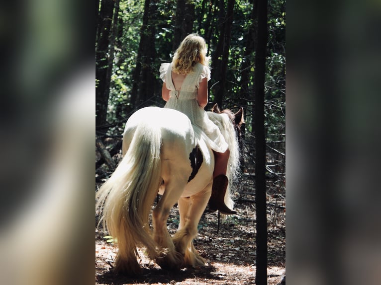 Gypsy Horse Gelding 14 years 14,2 hh Pinto in Ridgeville