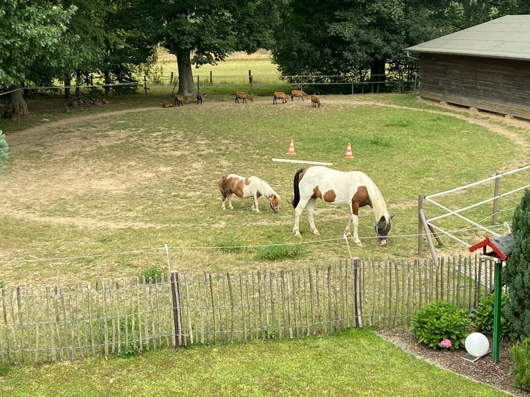 Gypsy Horse Mix Gelding 14 years 15,1 hh Pinto in Korschenbroich