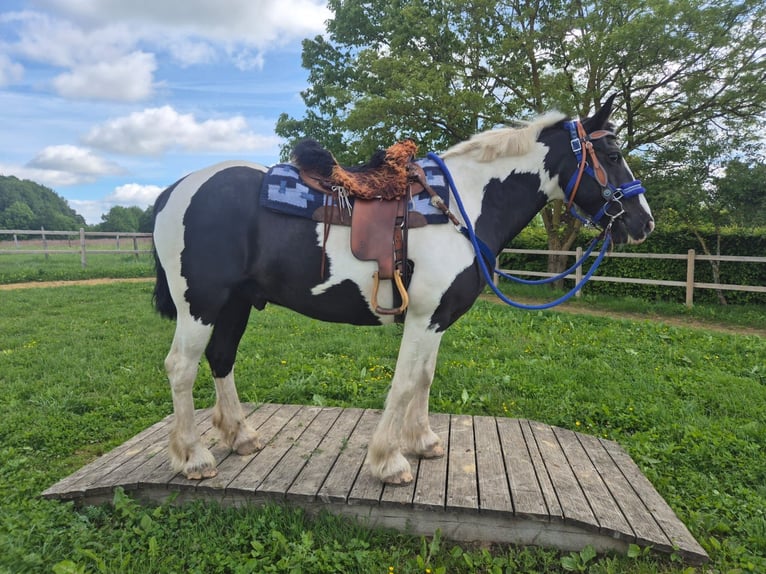 Gypsy Horse Mix Gelding 14 years 15.1 hh Pinto in Linkenbach