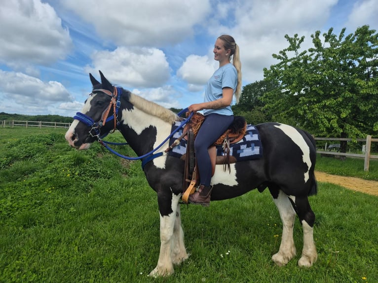 Gypsy Horse Mix Gelding 14 years 15.1 hh Pinto in Linkenbach