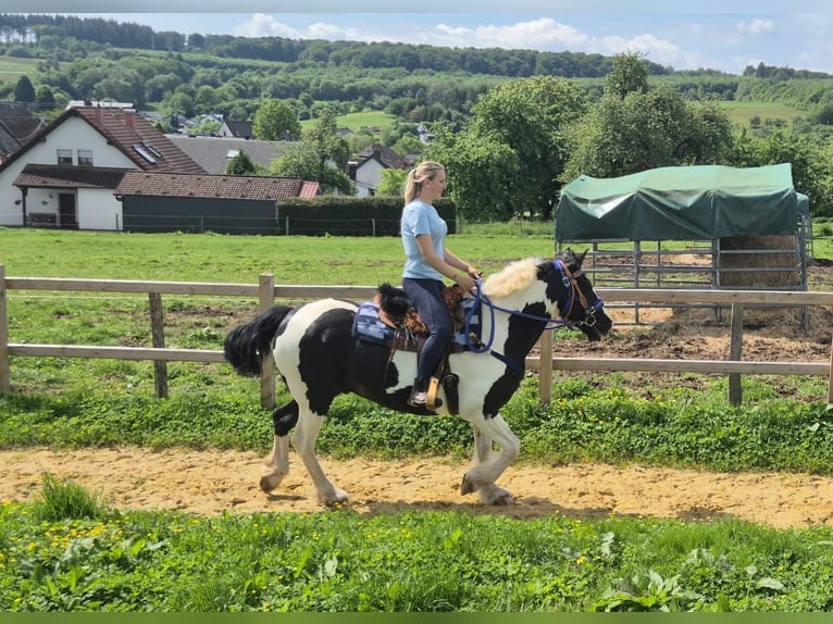 Gypsy Horse Mix Gelding 14 years 15.1 hh Pinto in Linkenbach