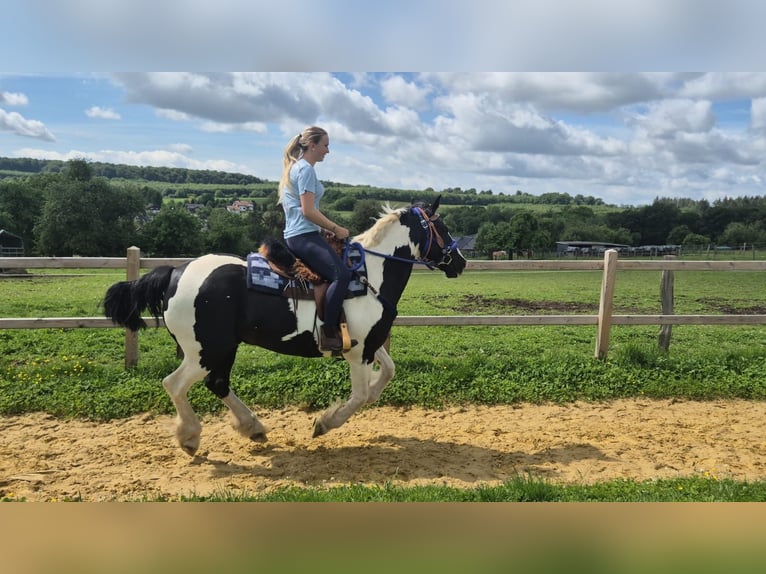 Gypsy Horse Mix Gelding 14 years 15.1 hh Pinto in Linkenbach