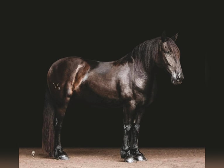 Gypsy Horse Gelding 14 years 15,2 hh Black in Everett PA