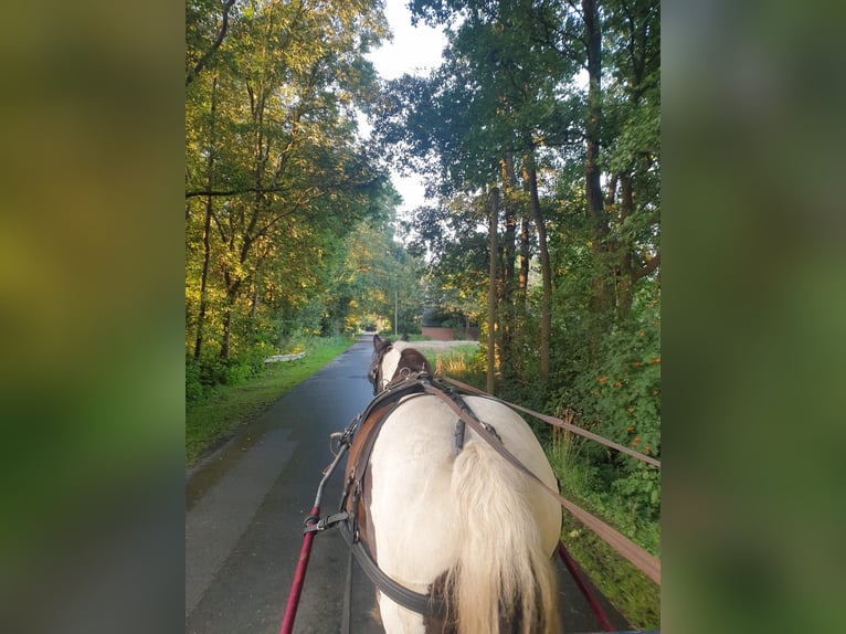 Gypsy Horse Gelding 14 years 15,2 hh Tobiano-all-colors in Messingen