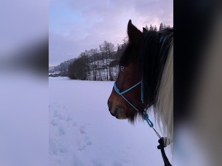 Gypsy Horse Gelding 14 years 15,2 hh Tobiano-all-colors in Reidermoos