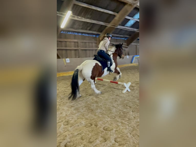 Gypsy Horse Gelding 14 years 15,2 hh Tobiano-all-colors in Reidermoos