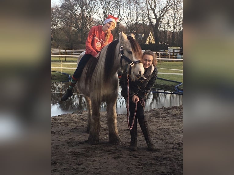 Gypsy Horse Gelding 14 years 15 hh Buckskin in Roosendaal
