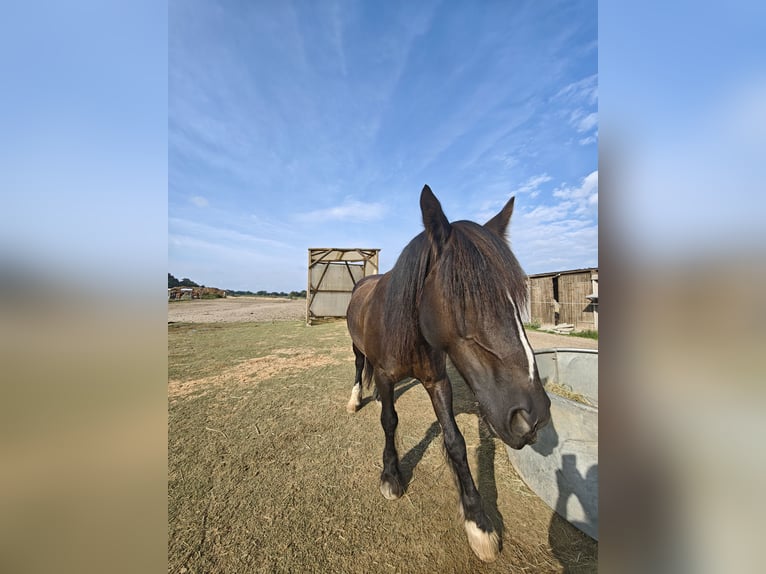 Gypsy Horse Mix Gelding 14 years 15,2 hh Bay-Dark in Stahnsdorf