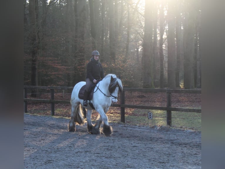 Gypsy Horse Gelding 14 years 15,2 hh White in Laag-Soeren