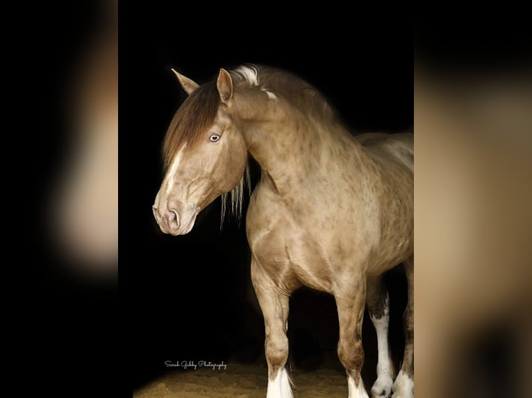 Gypsy Horse Gelding 14 years 16 hh Champagne in Hazelton IA